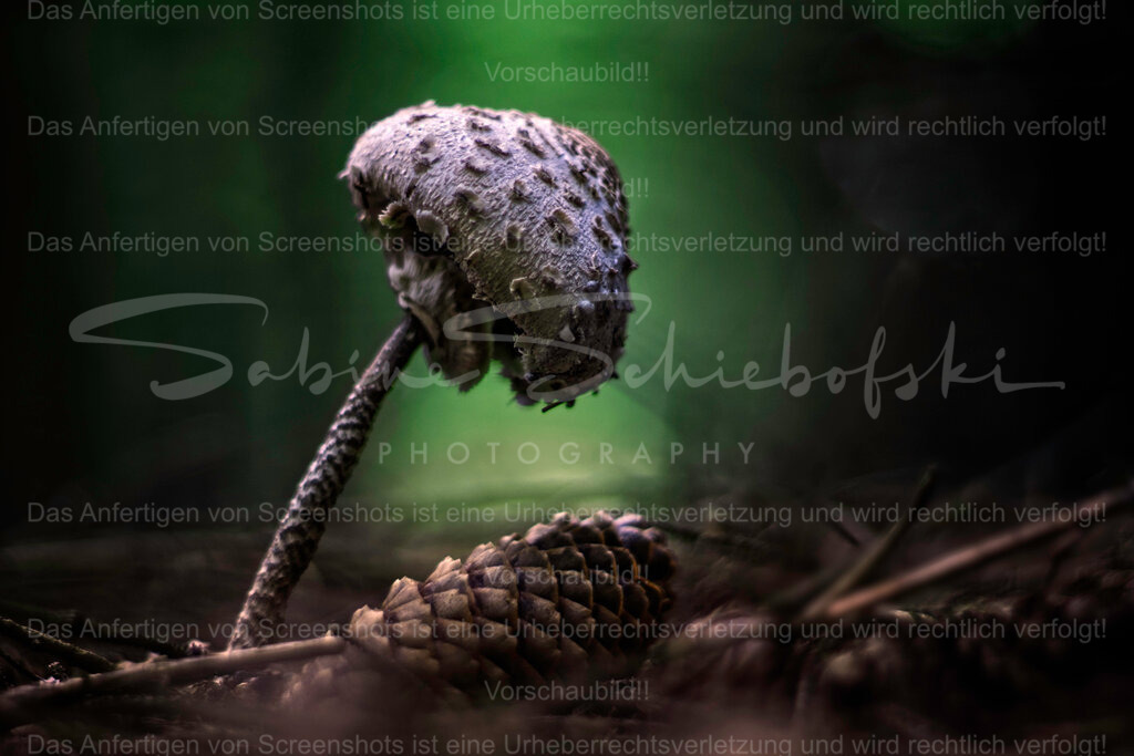 Im dunklen Wald | People- und Tierfotografie, Imageaufnahmen, Veranstaltungsfotografie und Wandbilder aus der Natur ★ Made in Germany ✔️ Druck + Downloads ✔️ Naturfotografie in Top Qualität ★ schneller Versand, weltweite Lieferung! - Realisiert mit Pictrs.com