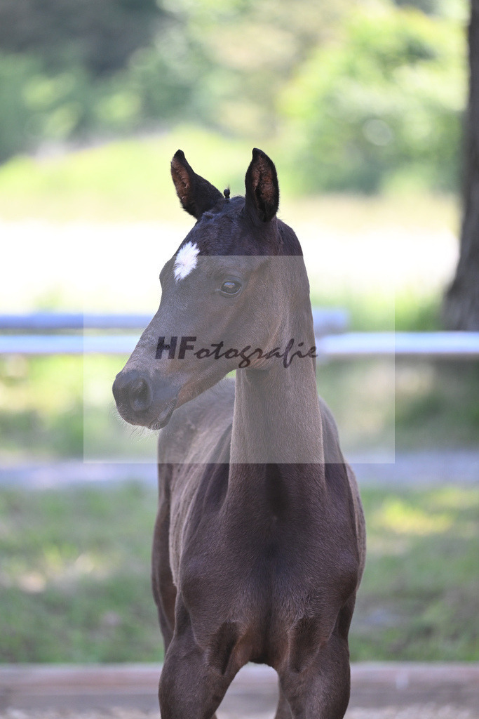 Kat-Nr. 8 HF DSP Feliciano_Weyer_14230191 | hf-fotografie - Realisiert mit Pictrs.com