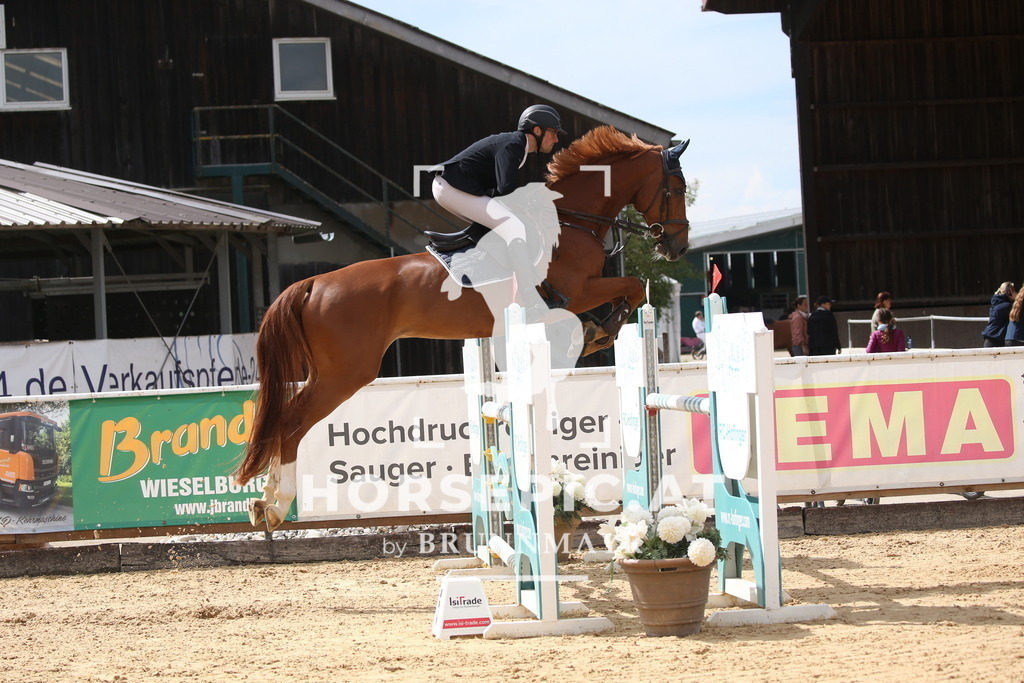 DL2Q3182 | Willkommen bei Brunnmayr - Design & Fotografie – Ihrem Spezialisten für Reitturniere und Pferdeveranstaltungen in Oberösterreich, Salzburg und Bayern! Seit über 17 Jahren sind wir leidenschaftlich dabei.