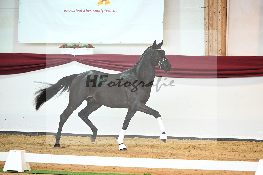 Kat-Nr. 6 v. Bohemian_Albert_66221542 | hf-fotografie - Realisiert mit Pictrs.com