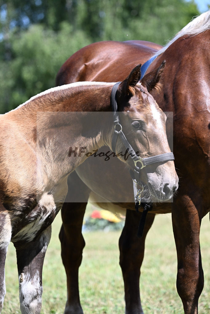 Kat-Nr. 9 SF v. Sambuca x Vivaldi_Lamecker_22250205 | hf-fotografie - Realizzato con Pictrs.com