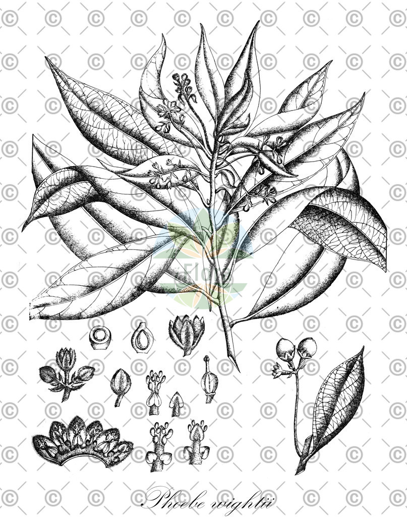 HistAbb_wfo-0000269733_2_ENZY_Simple | Historische Abbildung von Phoebe wightii - Lauraceae | Historical Illustration of Phoebe wightii - Lauraceae