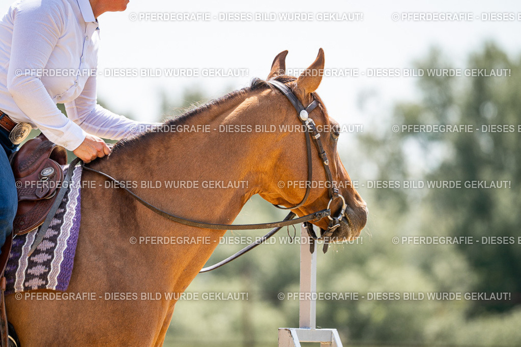 DSC00817 | Pferdegrafie