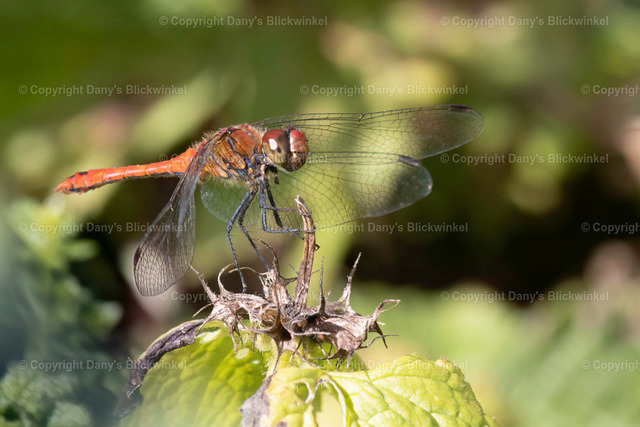 202024 | Tierfotografie, Tierkalender, Tierbilder, Insekten, Spinnen, Vögel, Schmetterling, Libellen, Leinwand, Colorkey, Qualität, Geschenkartikel, Geschenk - Realisiert mit Pictrs.com