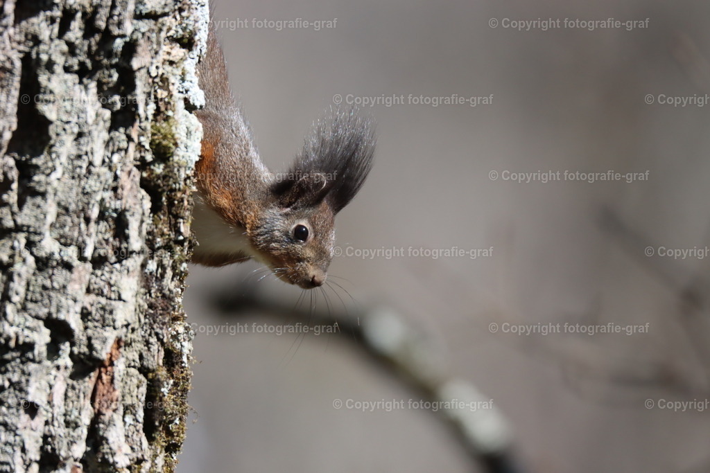 IMG_0001 | fotografie-graf - Realisiert mit Pictrs.com