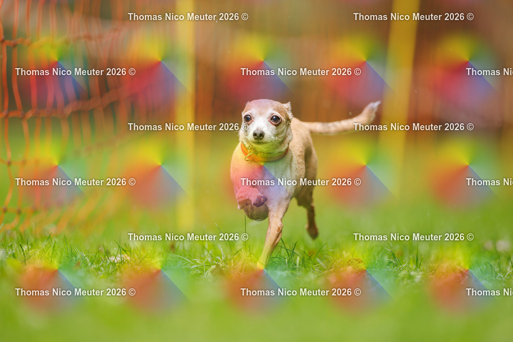 Thomas_Nico_Meuter(C)_13. September 2026_223A1842 | Bild von Thomas Nico Meuter - Realisiert mit Pictrs.com