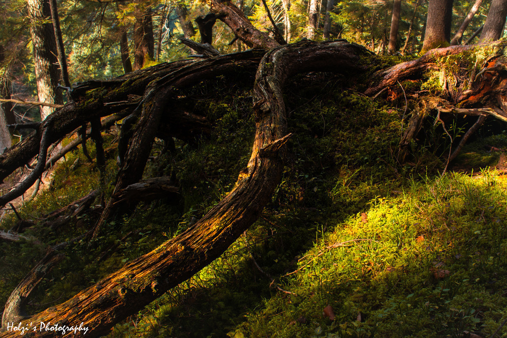 Interwoven Roots in the Light of the Forest | Holzisphotography, Landschaftsfotografie, Wildlifefotogorafie - Realisiert mit Pictrs.com