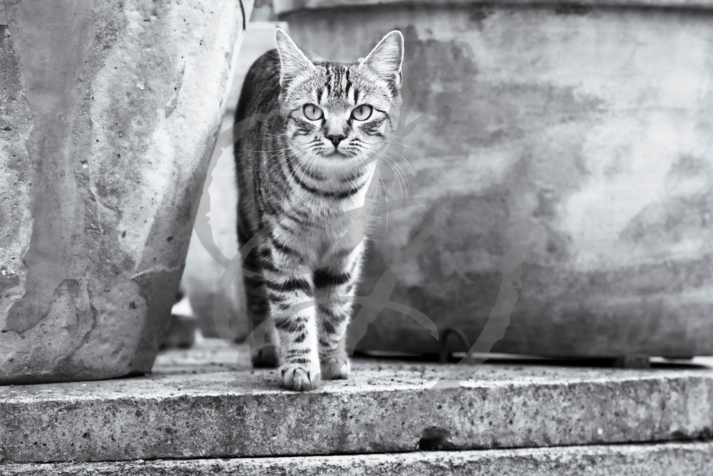 _DSC1931 | sebastiandoebroessy - Realisiert mit Pictrs.com