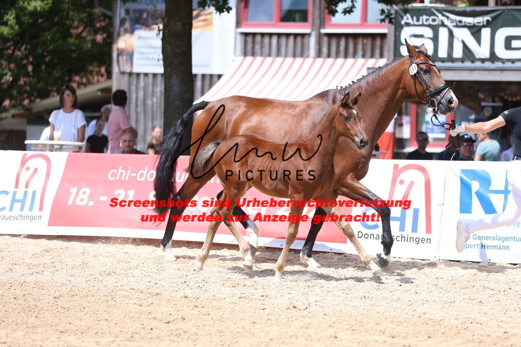 Fohlenschau_Schwäbisch_Hall_springbetonte_Fohlen_KN 31_2 | lmwpictures - Realisiert mit Pictrs.com