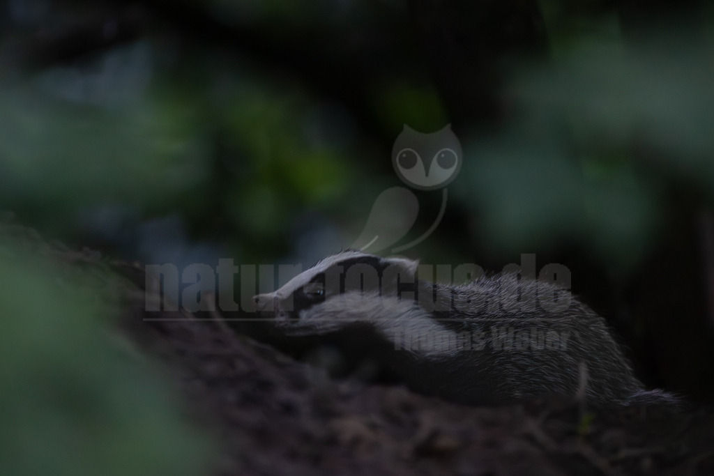R5M24514_20260618 | Dieses Bild zeigt einen Europäischen Dachs (Meles meles) bei Dämmerung in seinem natürlichen Lebensraum. Das nachtaktive Säugetier ist bekannt für sein markantes schwarz-weiß gestreiftes Gesicht und seinen kräftigen Körperbau. Dachse leben in komplexen unterirdischen Bauten, den sogenannten Dachsbauten, und sind Allesfresser. Hier ist er aufmerksam auf dem Waldboden zu sehen, möglicherweise auf der Suche nach Nahrung. - Realisiert mit Pictrs.com