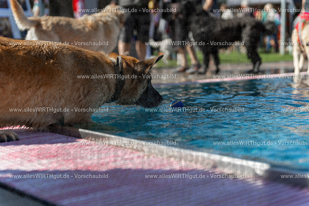 Hundeschwimmen_Volksbad_2026-allesWIRTHgut_Tierfotografie-2609061200-111026-7R500069 | Professionelle Tierfotografie in Mönchengladbach von Daniel Wirth (allesWIRTHgut). Liebevolle & natürliche Bilder von Hunden & Katzen für unvergessliche Erinnerungen.