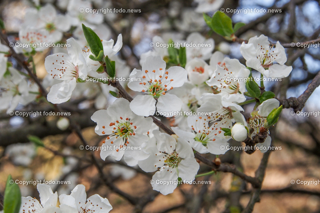 Frühling_ Blumen_ Frühlingsboten_ 28.03.2022-31 | 28.03.2022, Linz, AUT, Fruehling, Blumen, Fruehlingsboten, im Bild Zwetschge, Zwetschgenblueten