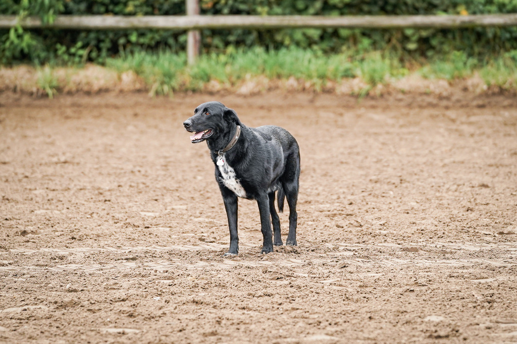 DSC02702 | Pferdegrafie