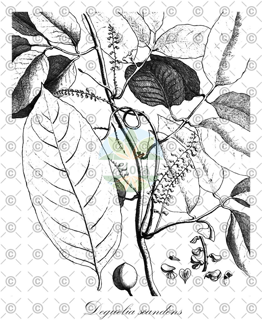 HistAbb_wfo-0000639267_1_ENZY_Simple | Historische Abbildung von Deguelia scandens - Fabaceae | Historical Illustration of Deguelia scandens - Fabaceae
