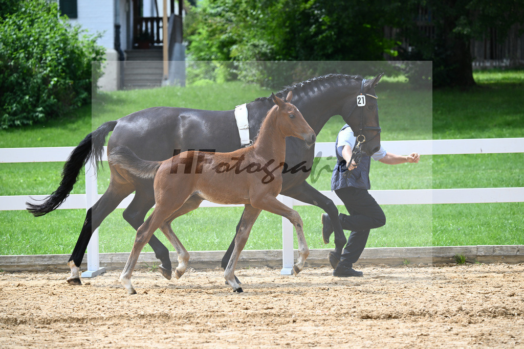 Kat-Nr. 21 Valenziano x Bailando_HLG Schwaiganger_27140660 | hf-fotografie - Realisiert mit Pictrs.com