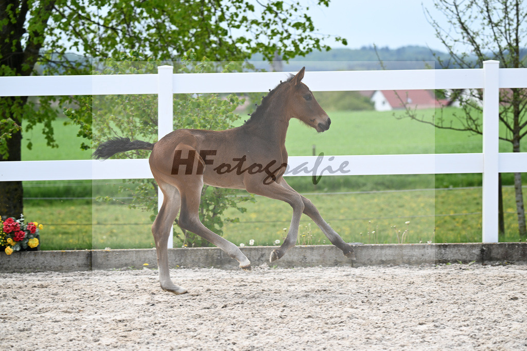 Kat-Nr. 18 HF La Paix x Escamillo_Kusterer_23260493 | hf-fotografie - Realisiert mit Pictrs.com