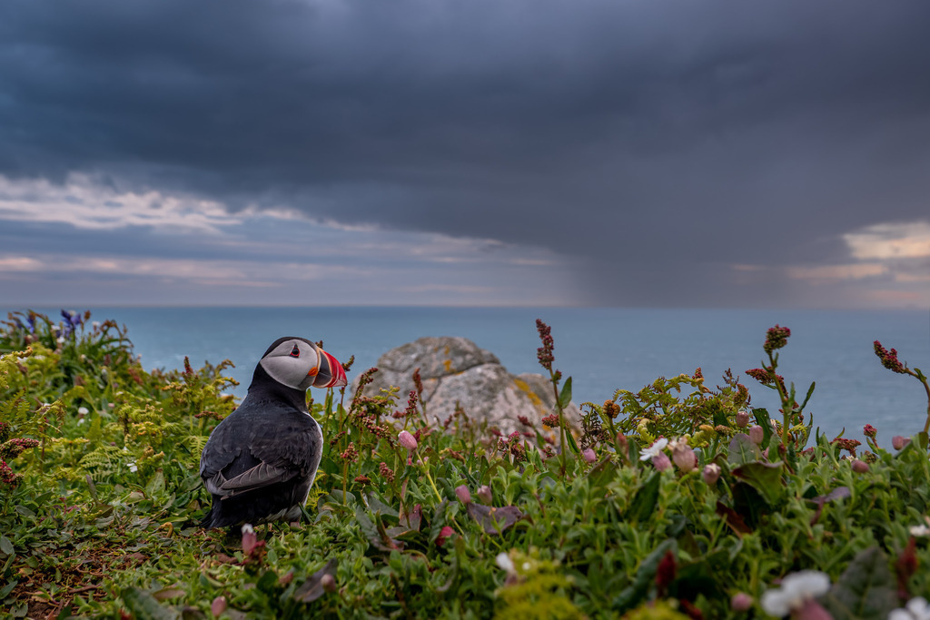 Before the Storm | An Atlantic Puffin (Fratercula arctica) stands among wildflowers on the cliffs of Skomer Island, Wales, as dark storm clouds gather over the sea. The image contrasts the quiet resilience of the breeding colony with the ever-changing conditions of the North Atlantic.