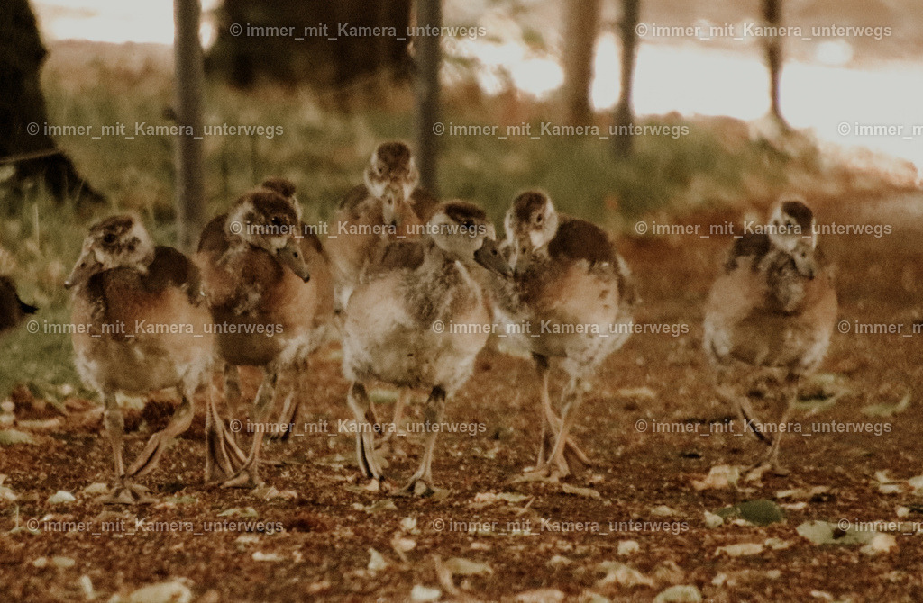 IMG_5203 | immer_mit_kamera_unterwegs