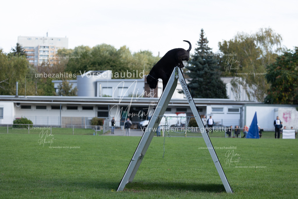 _16A5589 | Einzigartige Fotos von Hunden & Menschen –Actionfotos, Portraits, Vereinsaufnahmen & Paarshootings – authentisch, lebendig & mit Herz.