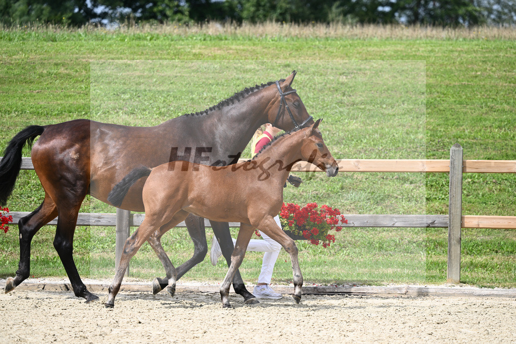 Kat-Nr. 14 SF Conrad de Hus x Stalypso_Fesl_28230298 | hf-fotografie - Realizzato con Pictrs.com