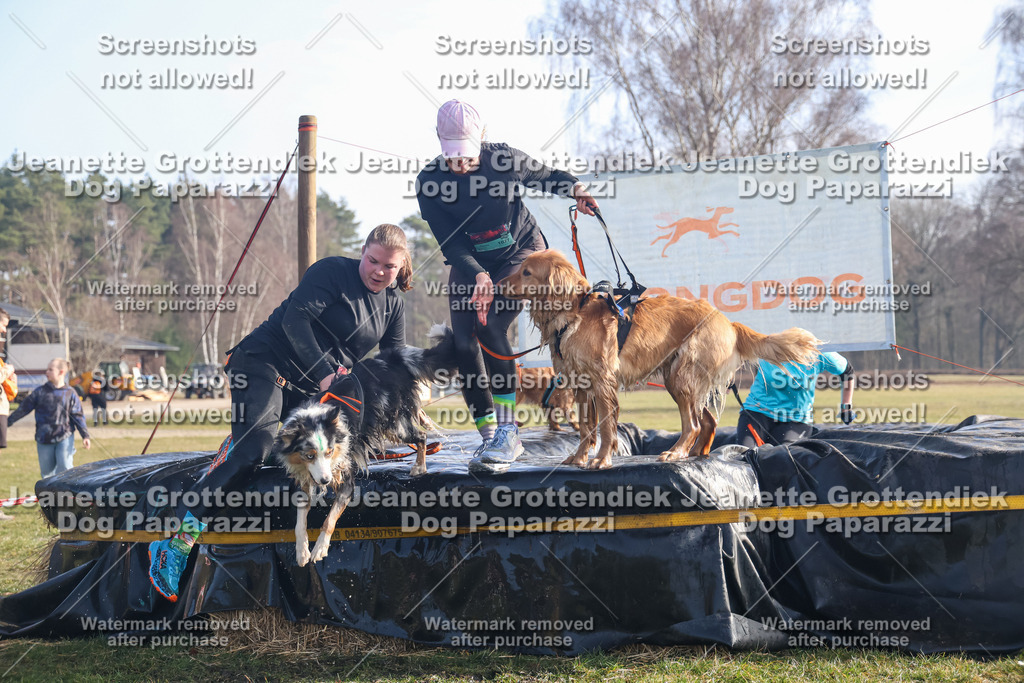 Dog Paparazzi - Strongdog North Mrz26-650 | Dog Paparazzi Jeanette Grottendiek Fotografie & Videografie - Realisiert mit Pictrs.com