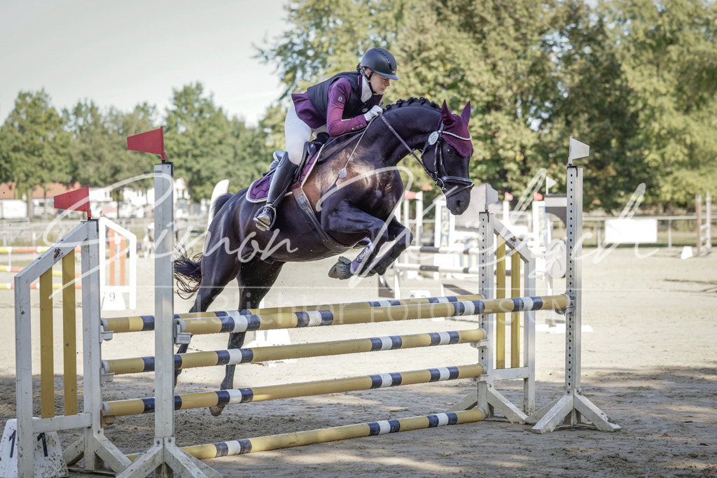 20250906-_3LI3316 | Tierfotografie Pferde, Hunde, Katzen, Haustiere.
Turnierfotografie Reitturniere, Reiten, Springreiten, Dressur in Hanau, dem Main-Kinzig-Kreis und dem Rhein-Main- Gebiet um Frankfurt