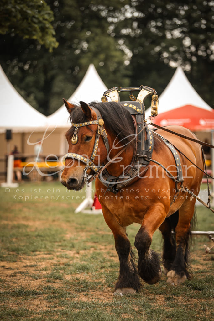 SaShow00002 | Leoni Ertmer Photography - Realisiert mit Pictrs.com