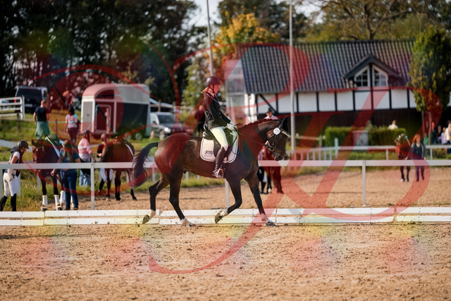 2026_10_03_Siefer-Hof_132304_Z63_83930649 | Professionelle Reitsport-, Turnier- und Eventfotografie von Robert Broda. Galerien mit ausgewählten und bearbeiteten Bildern direkt online ansehen und bestellen.