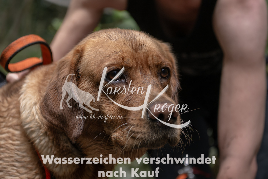1334_ZZ94653 | kk-dogfotos