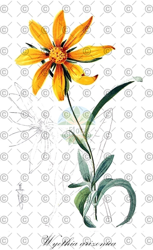 HistAbb_88CZ_4_ENZY_Simple | Historische Abbildung von Wyethia arizonica - Asteraceae | Historical Illustration of Wyethia arizonica - Asteraceae