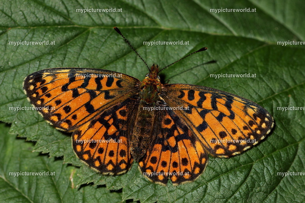 Boloria selene-002 | Das Bilderarchiv über Tiere, Planzen und Landschaften. In der Bilddatenbank finden Sie ein große Auswahl an hochwertigen Bilder für Ihre Werbung - Realized with Pictrs.com