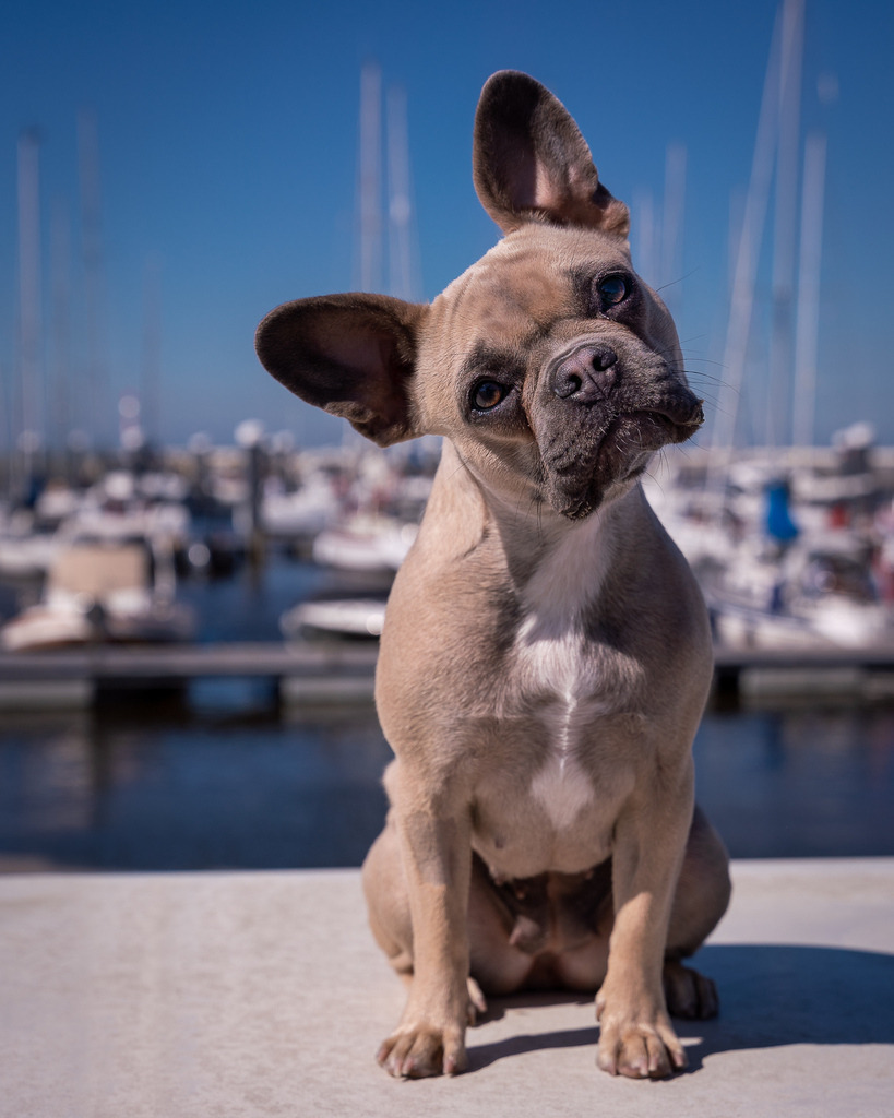 allesWIRTHgut Tierfotografie - 20210529-_AWG0397 | Professionelle Tierfotografie in Mönchengladbach von Daniel Wirth (allesWIRTHgut). Liebevolle & natürliche Bilder von Hunden & Katzen für unvergessliche Erinnerungen.