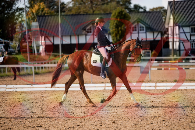 2026_10_03_Siefer-Hof_132757_Z63_87430999 | Professionelle Reitsport-, Turnier- und Eventfotografie von Robert Broda. Galerien mit ausgewählten und bearbeiteten Bildern direkt online ansehen und bestellen.