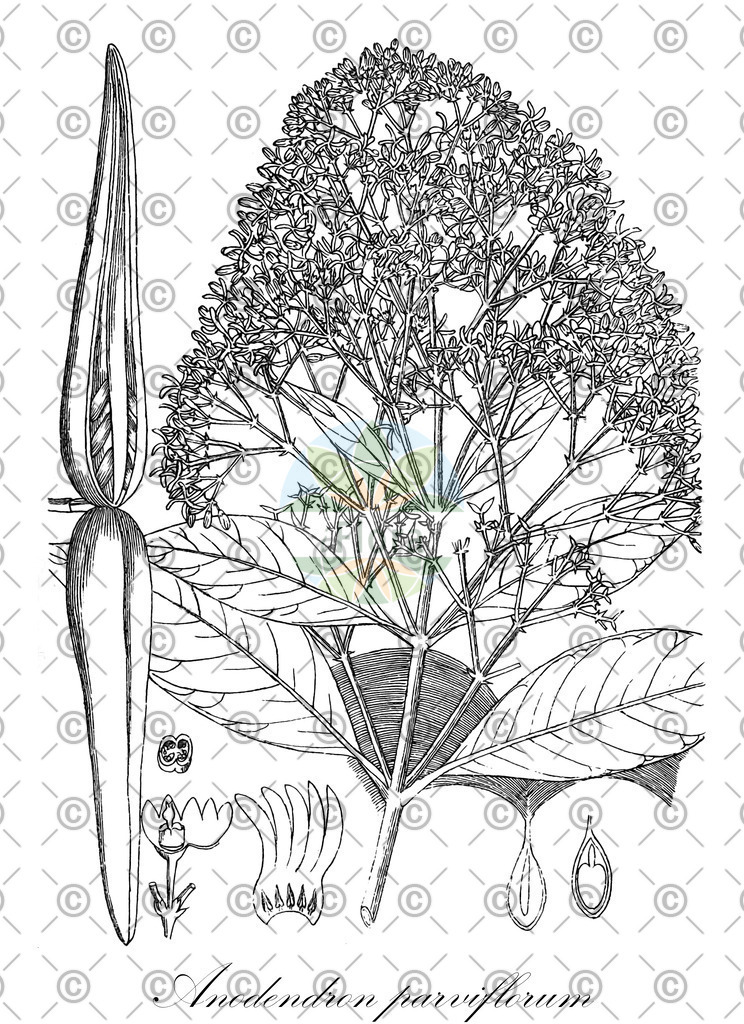 HistAbb_wfo-0000538077_1_ENZY_Simple | Historische Abbildung von Anodendron parviflorum - Apocynaceae | Historical Illustration of Anodendron parviflorum - Apocynaceae