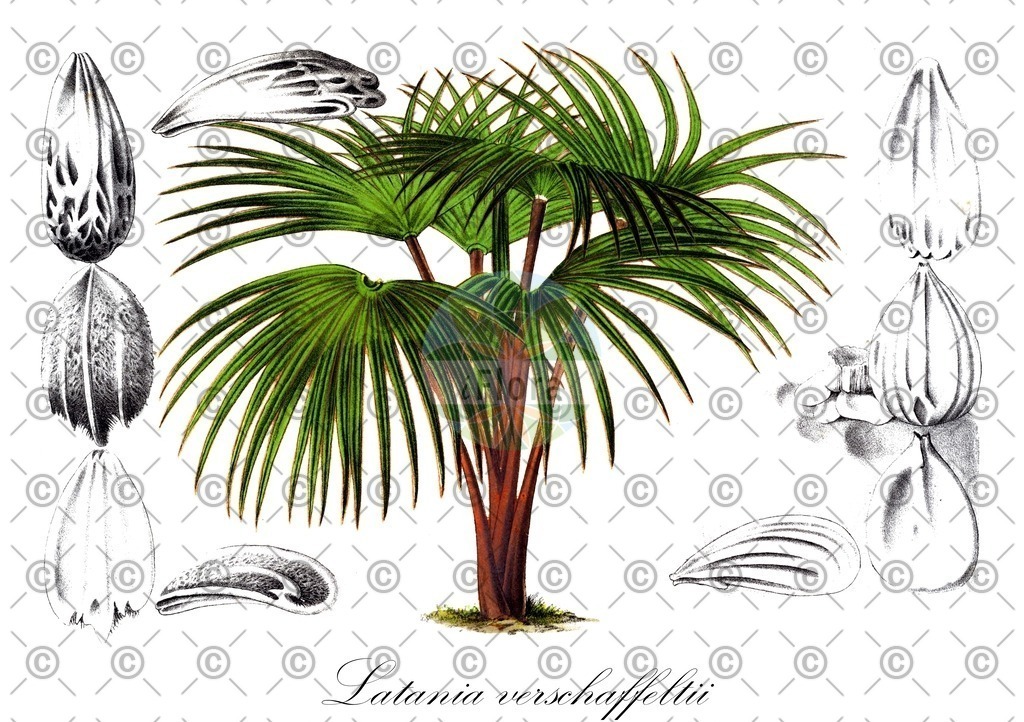 HistAbb_EMP_20898_SRC_Schlechtendal_FLORAD_SIMPLE | Historische Abbildung von Latania verschaffeltii - Arecaceae | Historical Illustration of Latania verschaffeltii - Arecaceae