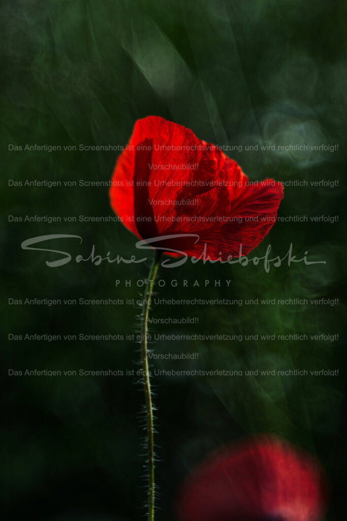 Wandbild Mohnblume | People- und Tierfotografie, Imageaufnahmen, Veranstaltungsfotografie und Wandbilder aus der Natur ★ Made in Germany ✔️ Druck + Downloads ✔️ Naturfotografie in Top Qualität ★ schneller Versand, weltweite Lieferung! - Realisiert mit Pictrs.com