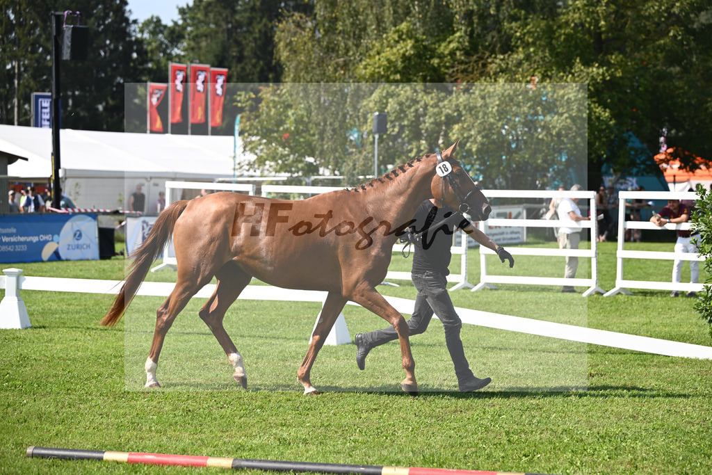 Kat-Nr. 18 Zauberwald_Bray_34240465 | hf-fotografie - Realisiert mit Pictrs.com