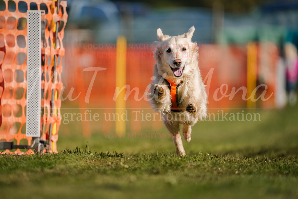 20250928_Hunderennen-73 | MuT (Mensch und Tier) mit Mona - Fotografie und Tierkommunikation - Realisiert mit Pictrs.com