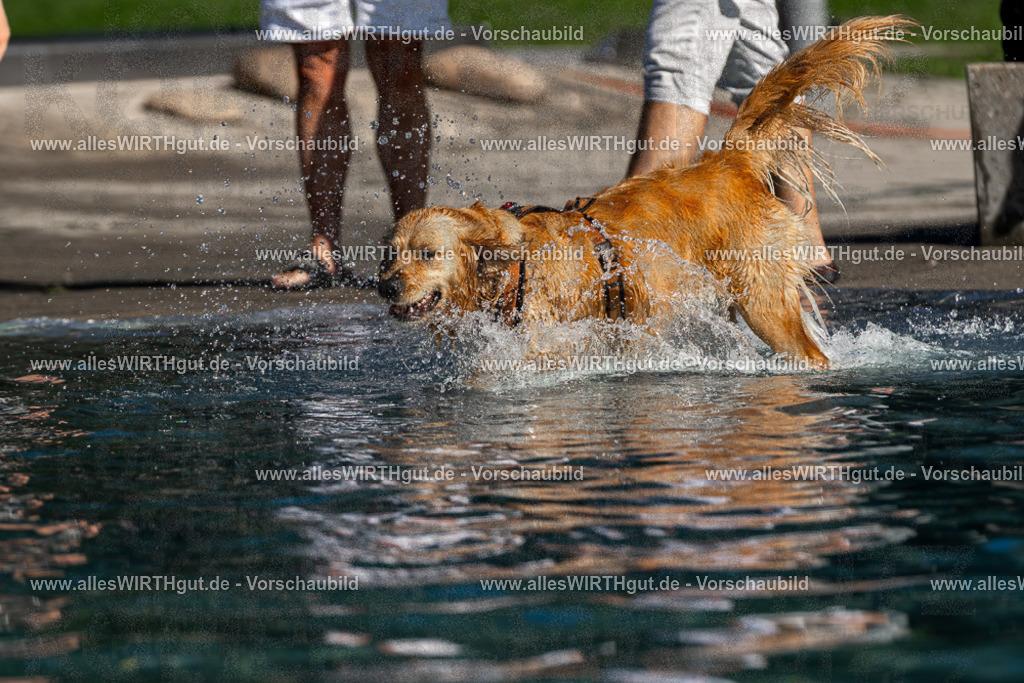 Hundeschwimmen_Volksbad_2026-allesWIRTHgut_Tierfotografie-2609061107-FAY06145 | Professionelle Tierfotografie in Mönchengladbach von Daniel Wirth (allesWIRTHgut). Liebevolle & natürliche Bilder von Hunden & Katzen für unvergessliche Erinnerungen.