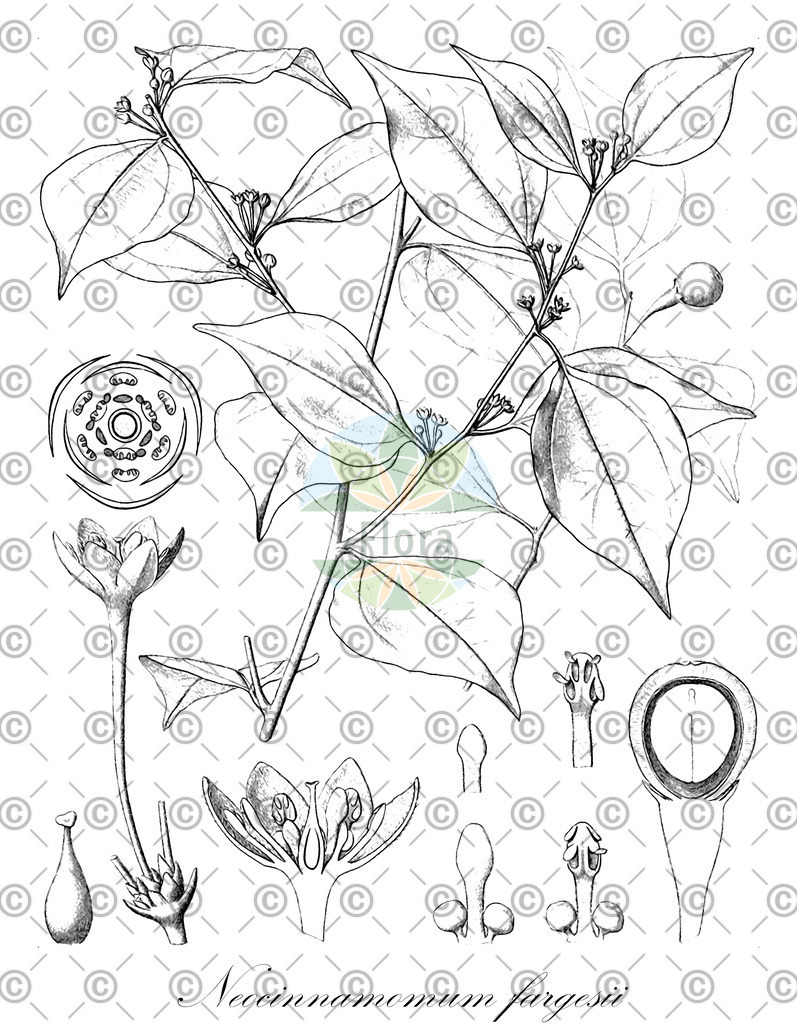 HistAbb_wfo-0000193209_1_ENZY_Simple | Historische Abbildung von Neocinnamomum fargesii - Lauraceae | Historical Illustration of Neocinnamomum fargesii - Lauraceae