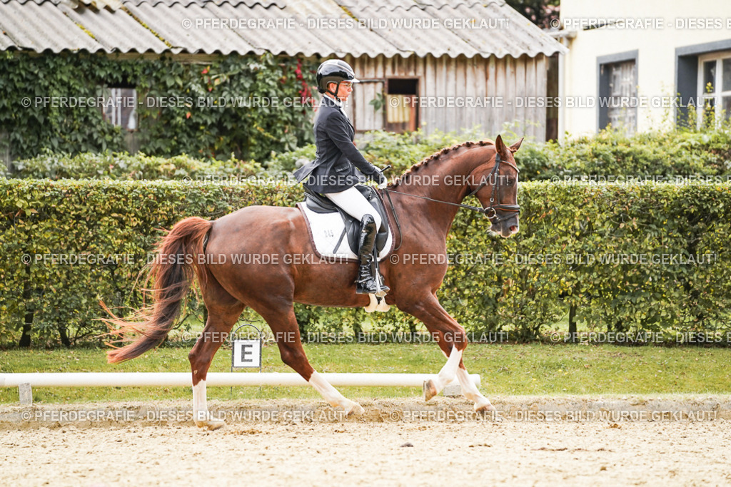 DSC01568 | Pferdegrafie