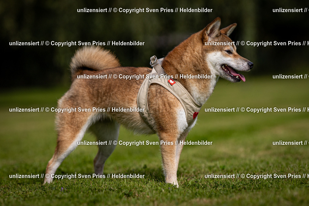 Sven Pries | 2024-09-22 - Hunderennen Baden-BadenPudelverein - Realisiert mit Pictrs.com