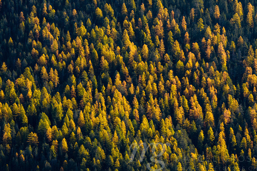 autumn forest in Engadin | gelbe Lärchen im Schweizer Nationalpark - Realisiert mit Pictrs.com