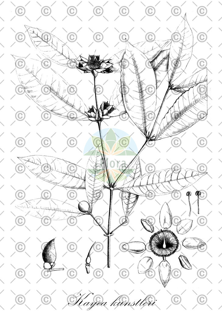 HistAbb_wfo-0001136780_1_ENZY_Simple | Historische Abbildung von Kayea kunstleri - Calophyllaceae | Historical Illustration of Kayea kunstleri - Calophyllaceae