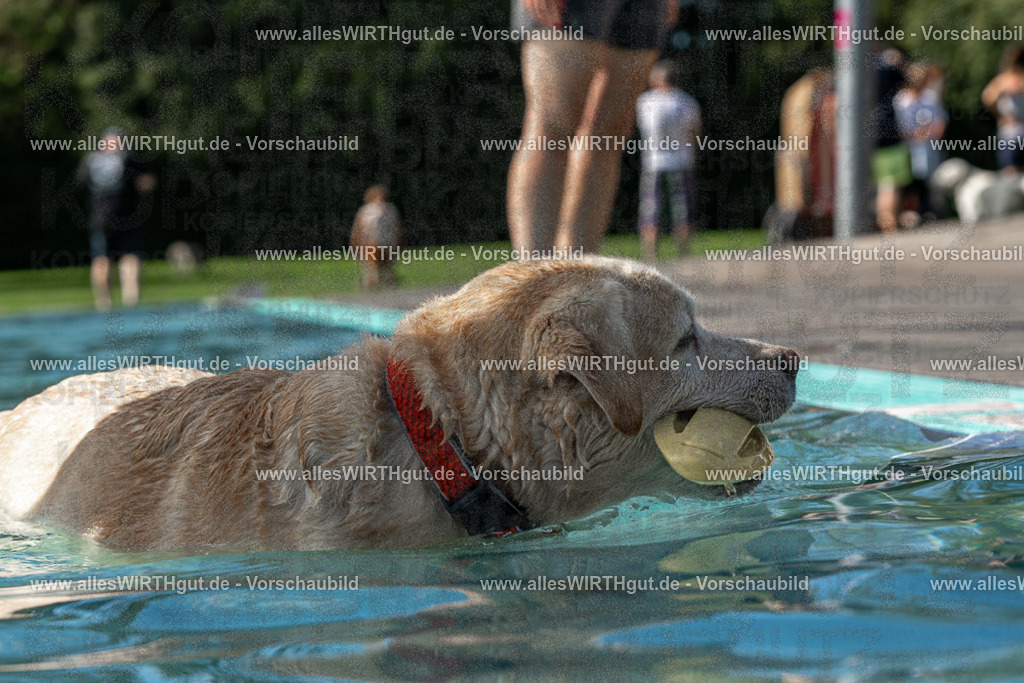 Hundeschwimmen_Volksbad_2026-allesWIRTHgut_Tierfotografie-2609061532-FAY07265 | Professionelle Tierfotografie in Mönchengladbach von Daniel Wirth (allesWIRTHgut). Liebevolle & natürliche Bilder von Hunden & Katzen für unvergessliche Erinnerungen.
