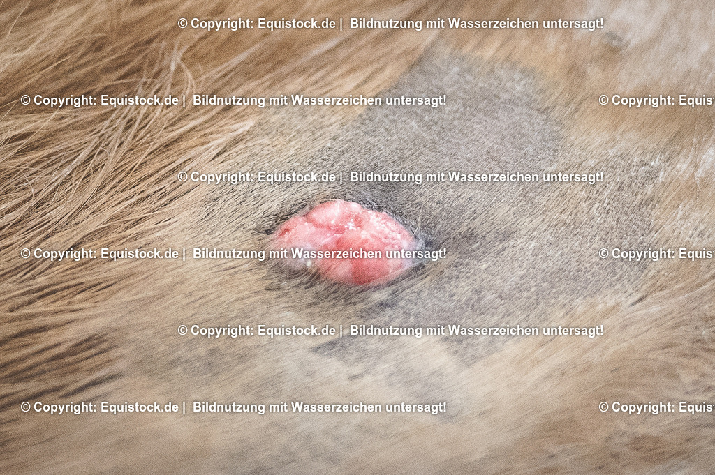20201126_Sarkoid-Entfernung_0002 | equistock