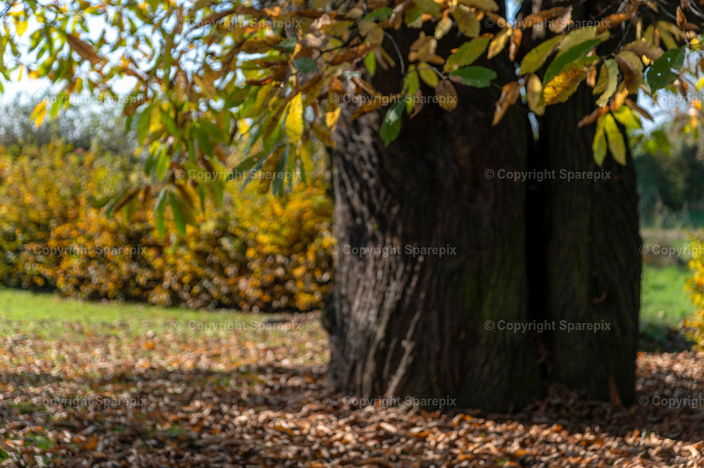 CRO_Autumn_Trees10_Bokeh | sparepix - Realisiert mit Pictrs.com