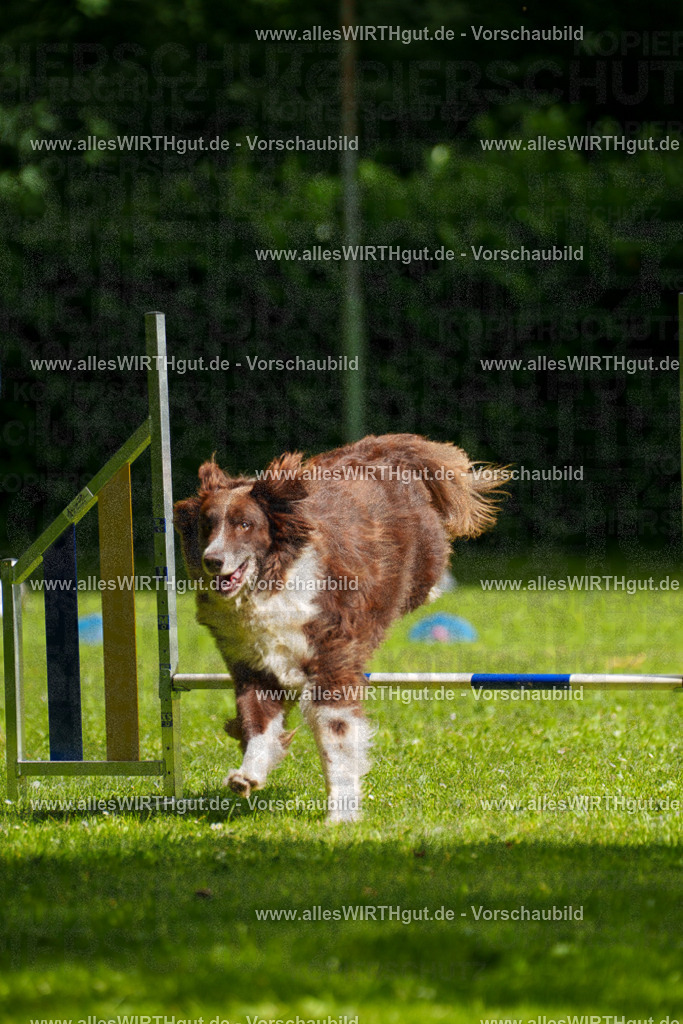 @allesWIRTHgut_Tierfotografie - www.allesWIRTHgut.de - 101033-7R508123 | Professionelle Tierfotografie in Mönchengladbach von Daniel Wirth (allesWIRTHgut). Liebevolle & natürliche Bilder von Hunden & Katzen für unvergessliche Erinnerungen.