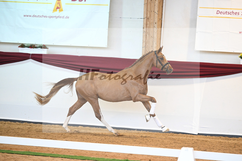 Kat-Nr. 56 v. Vivaldos_Fischer_66220867 | hf-fotografie - Realisiert mit Pictrs.com