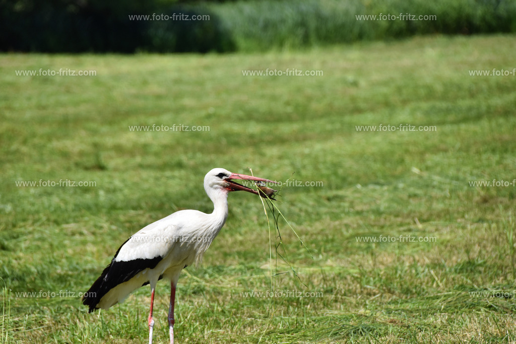 JUN_5378 | www.foto-fritz.com - Realisiert mit Pictrs.com